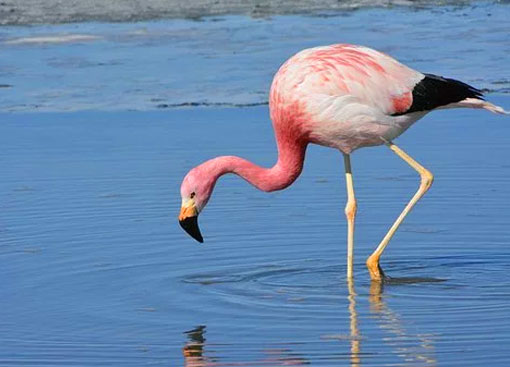 Flamant rose les pattes dans l'eau des Salins de Hyères les Palmiers